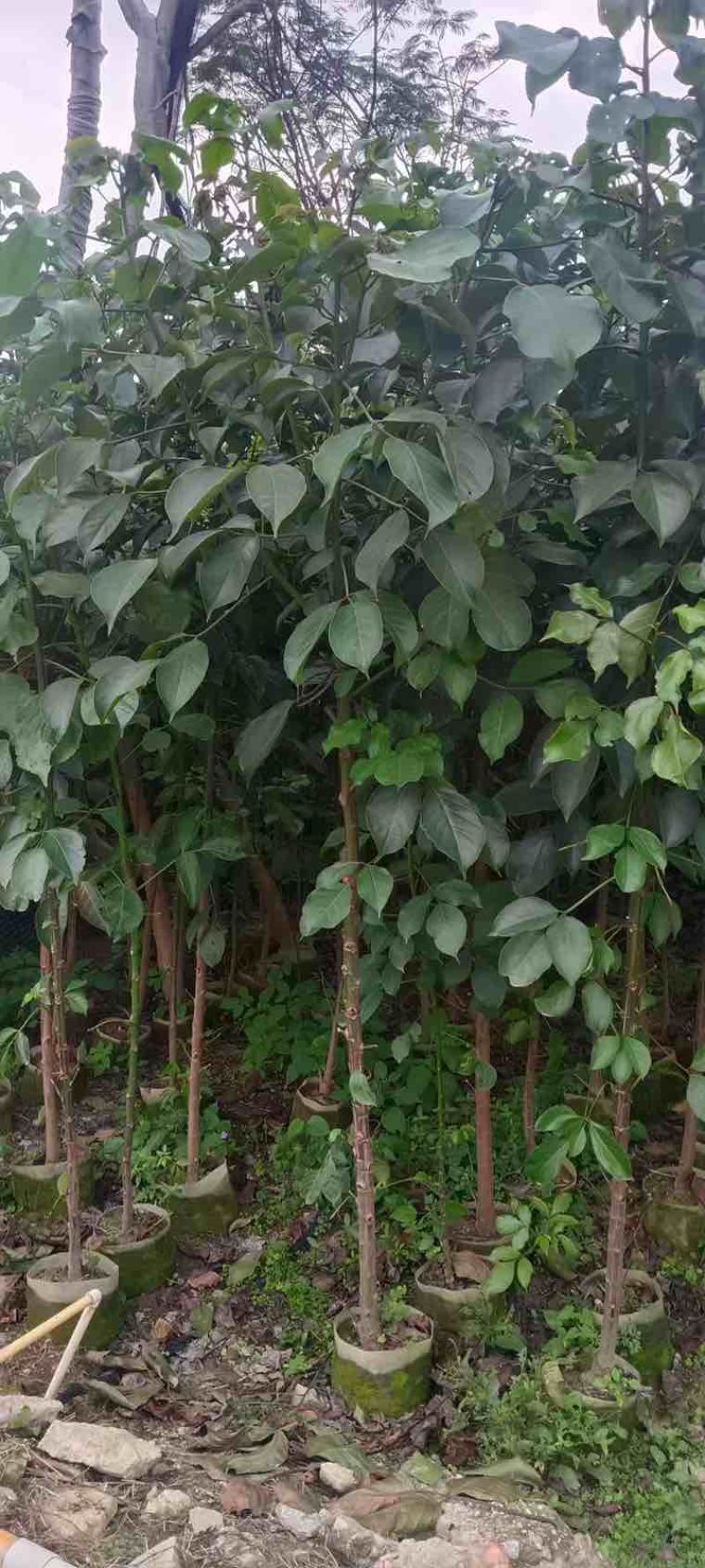 秋枫原生苗1-5分，各种规格，大量低价出售