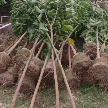 秋枫原生苗1-5分，各种规格，大量低价出售