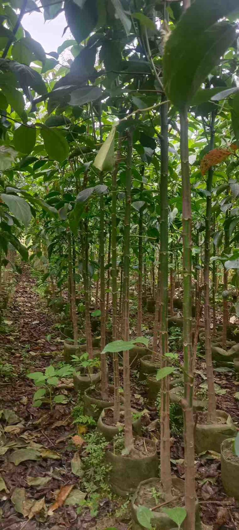 秋枫原生苗1-5分，各种规格，大量低价出售