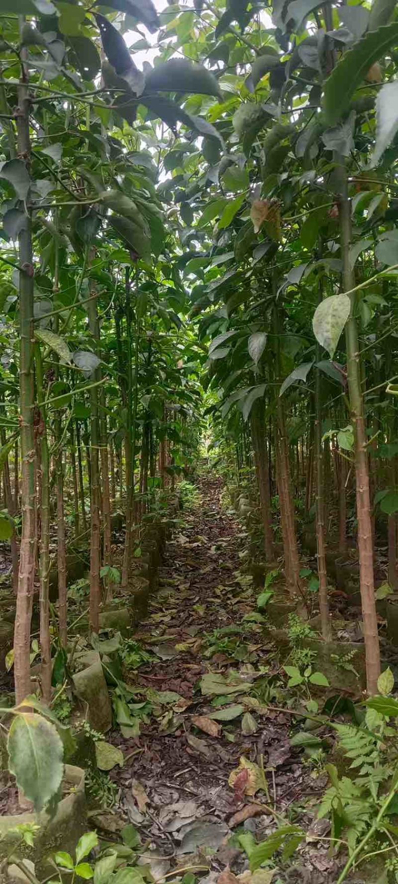 秋枫原生苗1-5分，各种规格，大量低价出售