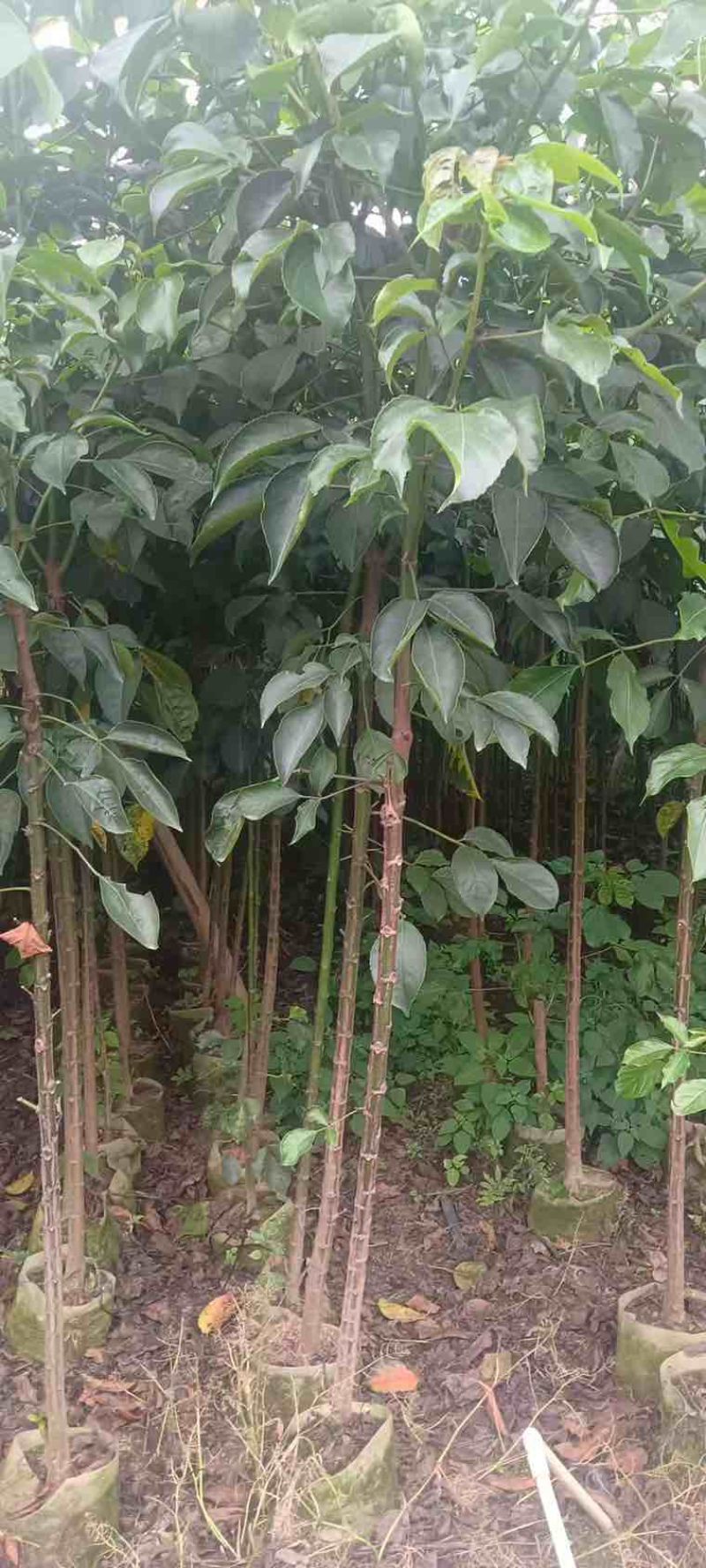 秋枫原生苗1-5分，各种规格，大量低价出售