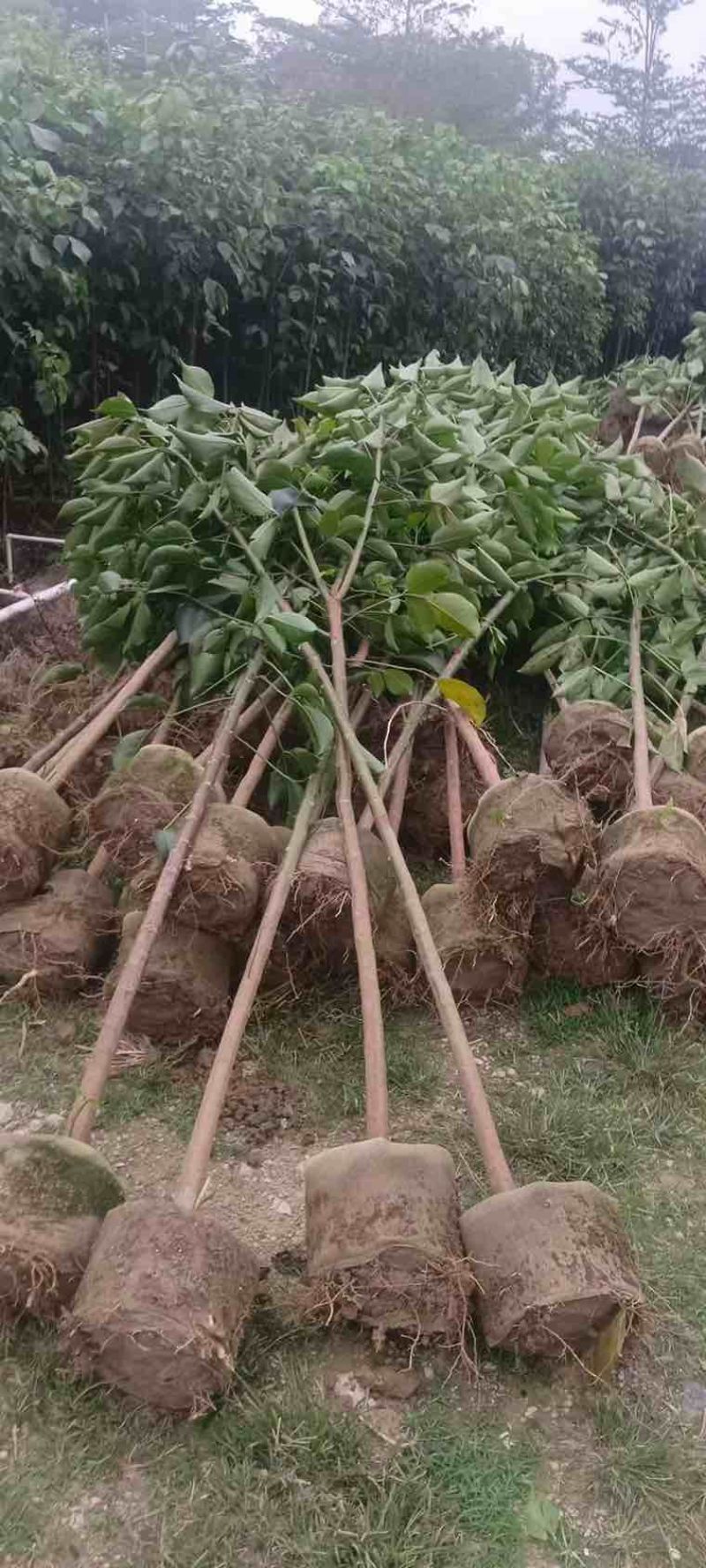 秋枫原生苗1-5分，大量低价出售