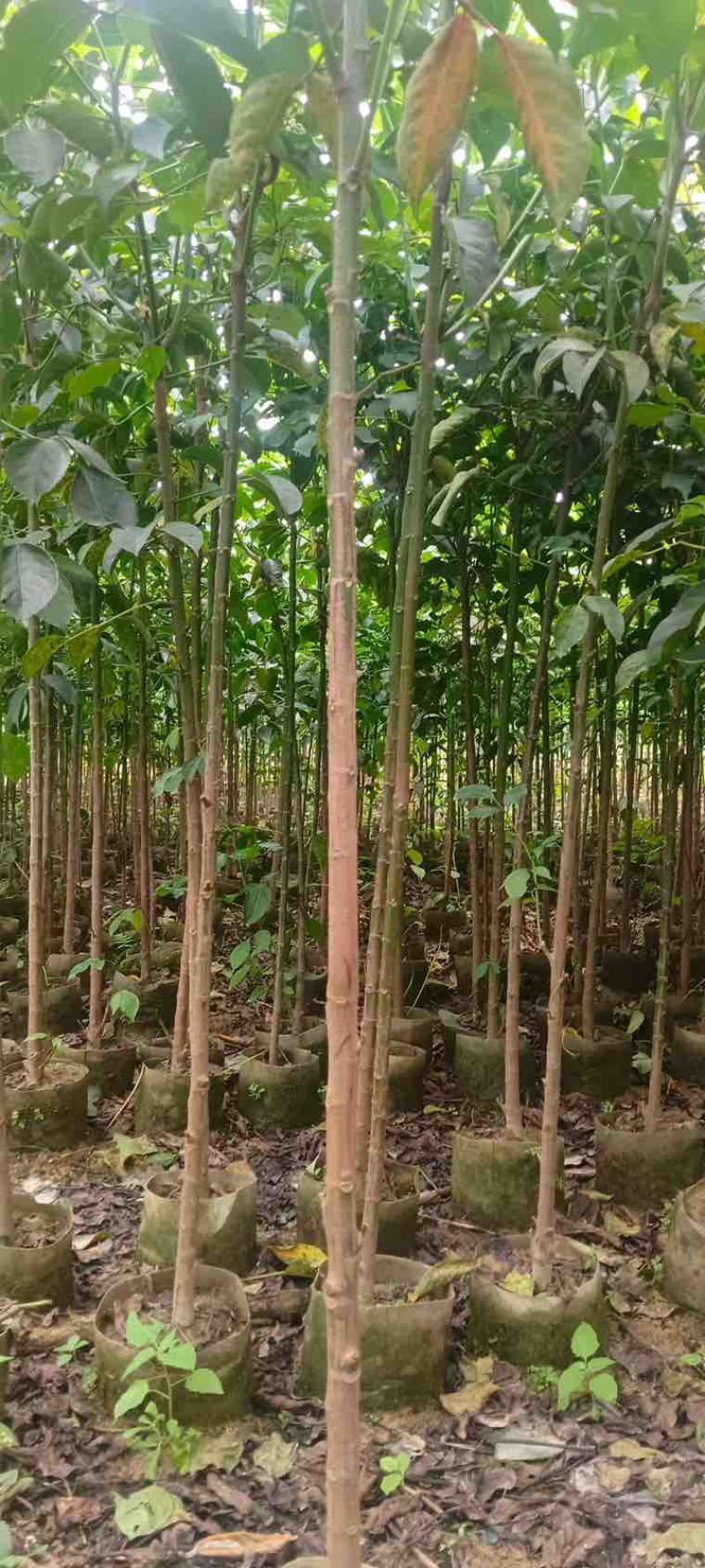 秋枫原生苗1-5分，大量低价出售