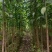 秋枫原生苗1-5分，大量低价出售
