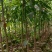 秋枫原生苗1-5分，大量低价出售