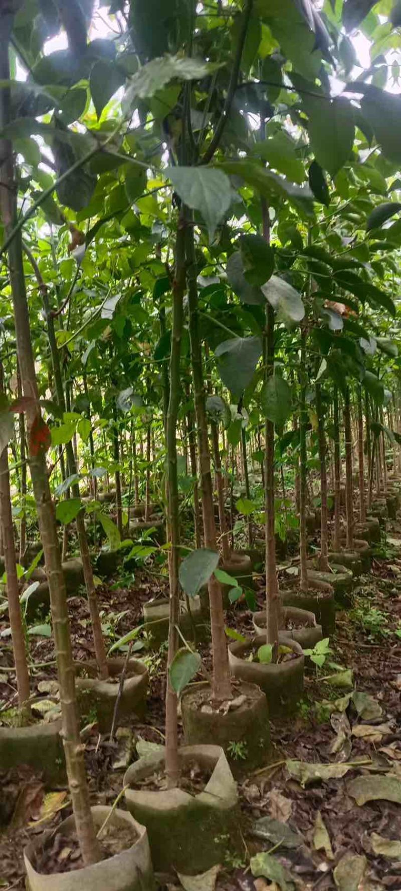 秋枫原生苗1-5分，大量低价出售