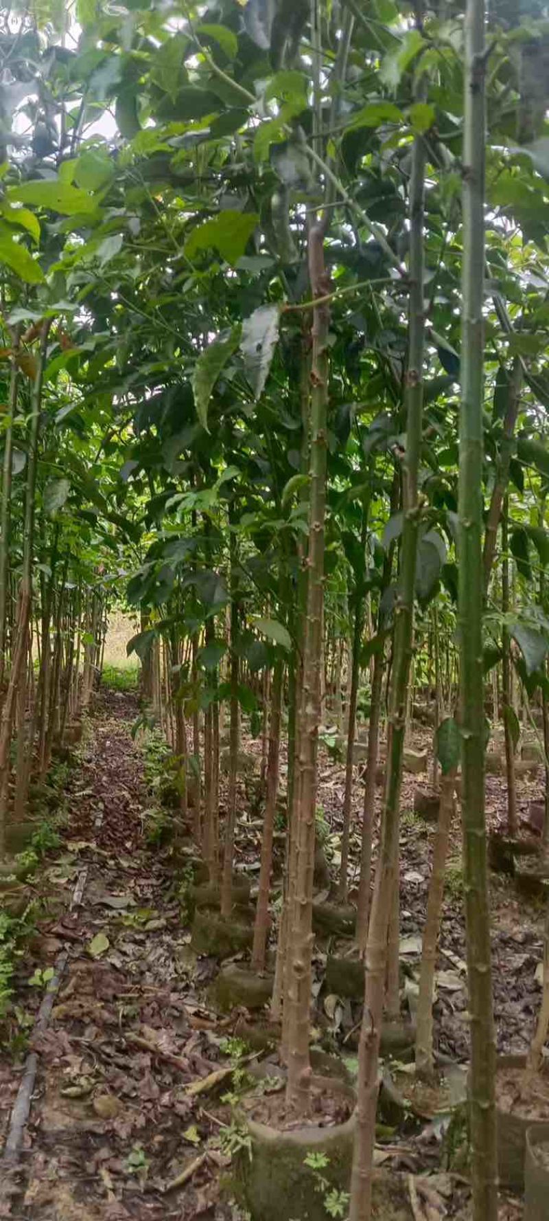 秋枫原生苗1-5分，大量低价出售