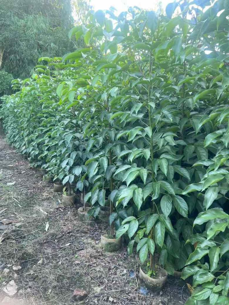 秋枫原生苗1-5分，大量低价出售
