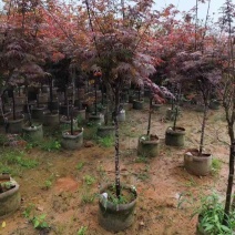 红枫2-8分，大量低价出售