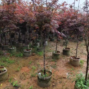 红枫2-8分，大量低价出售