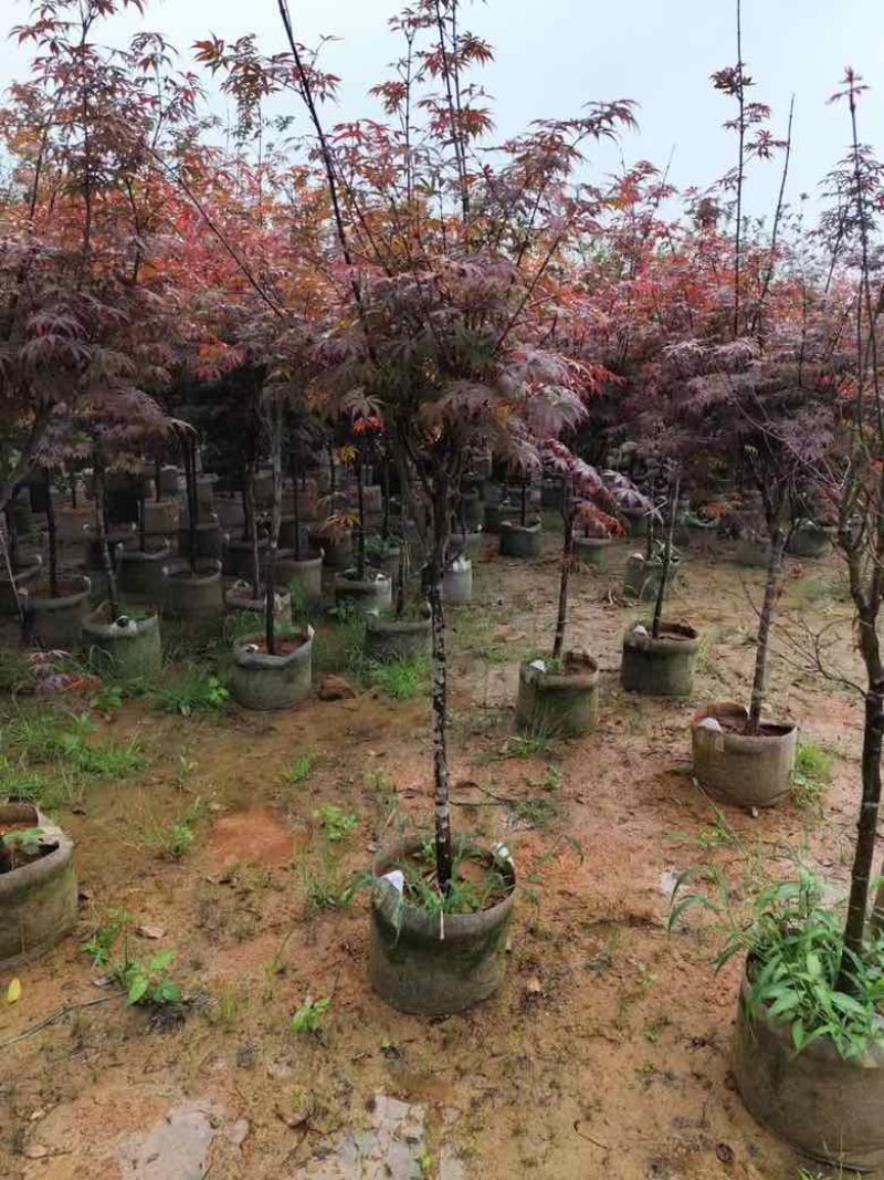 红枫2-8分，大量低价出售