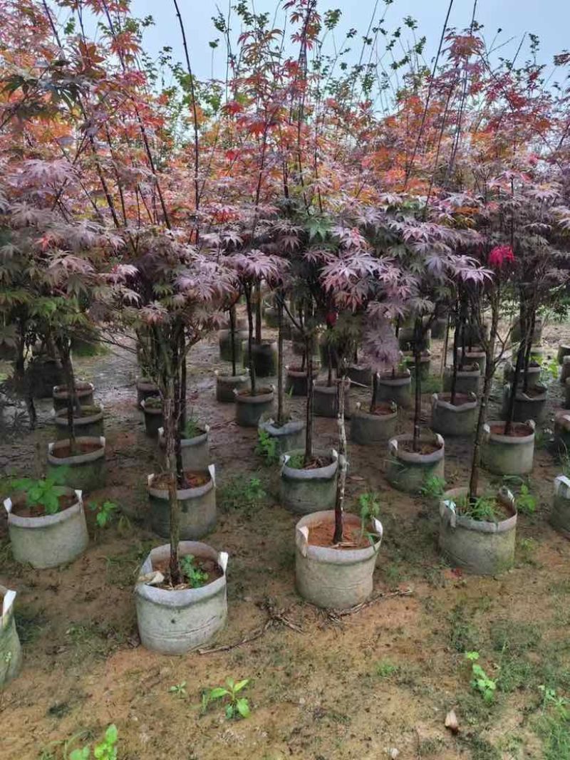 红枫2-8分，大量低价出售