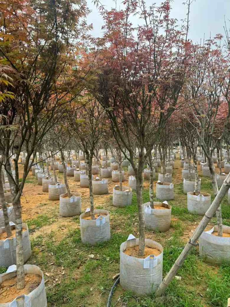 红枫2-8分，大量低价出售