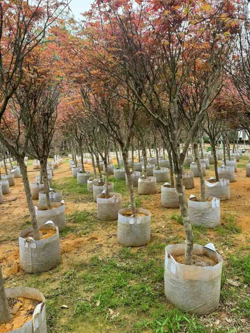 红枫2-8分，大量低价出售