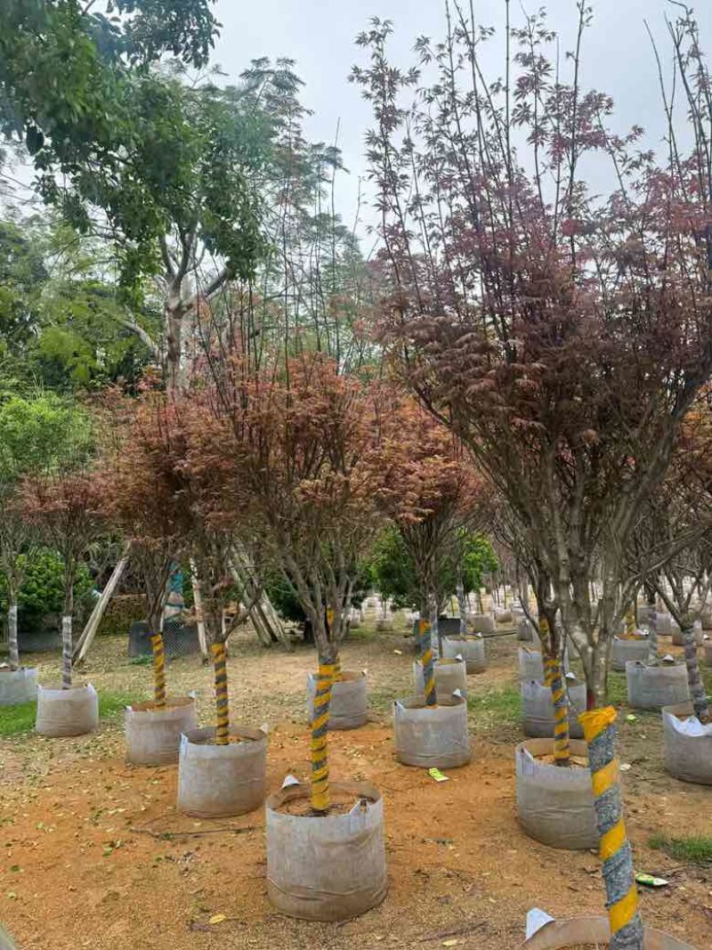 红枫2-8分，大量低价出售