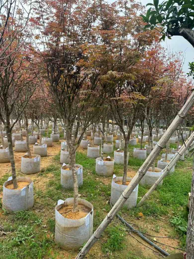 红枫2-8分，各种规格，大量低价出售