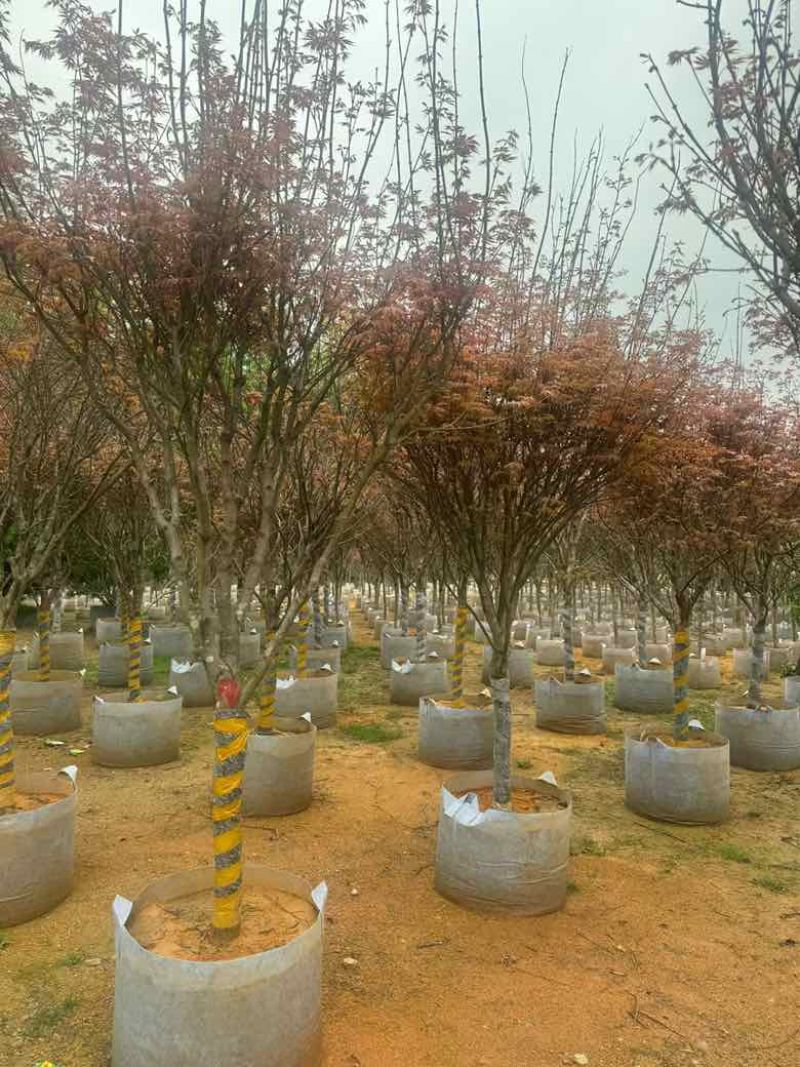 红枫2-8分，各种规格，大量低价出售