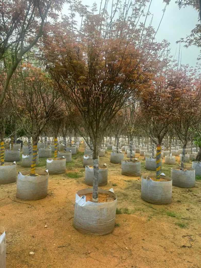 红枫2-8分，各种规格，大量低价出售