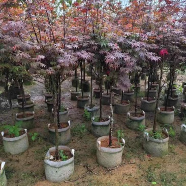 红枫2-8分，各种规格，大量低价出售