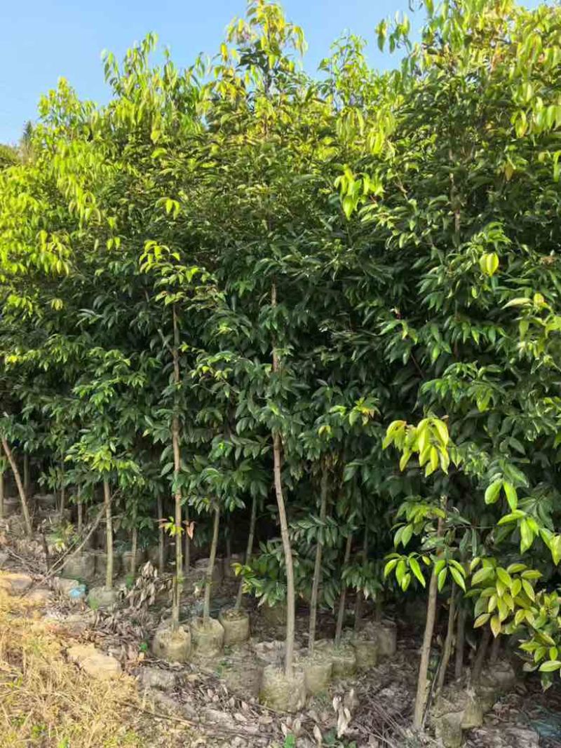 阴香原生苗1-5分，各种规格，大量低价出售