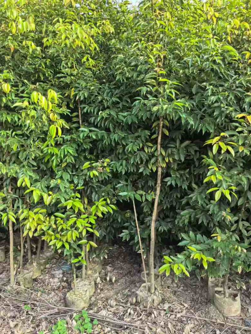 阴香原生苗1-5分，各种规格，大量低价出售