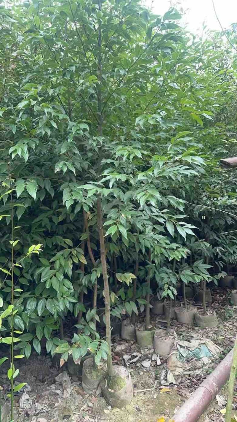 阴香原生苗1-5分，各种规格，大量低价出售
