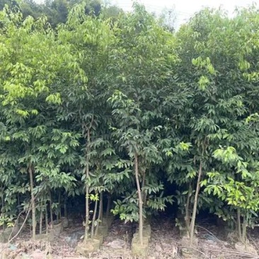 阴香原生苗1-5分，各种规格，大量低价出售