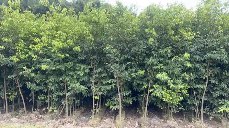 阴香原生苗1-5分，各种规格，大量低价出售