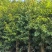 阴香原生苗1-5分，各种规格，大量低价出售