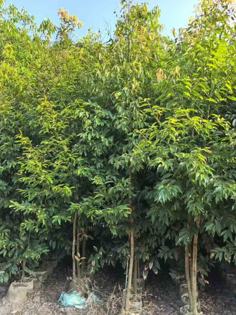阴香原生苗1-5分，各种规格，大量低价出售