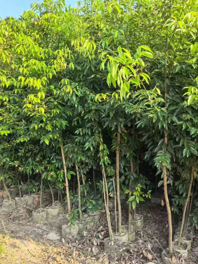 阴香原生苗1-5分，各种规格，大量低价出售