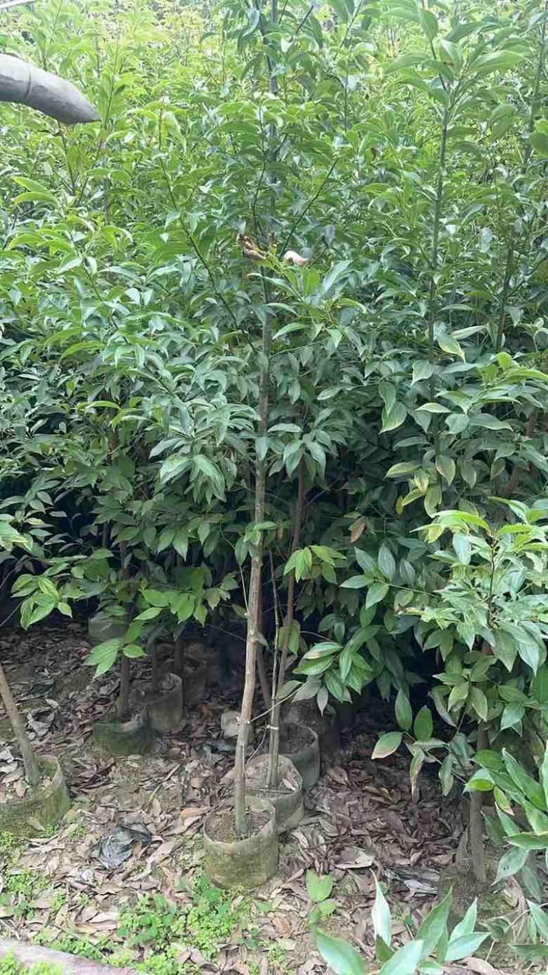 阴香原生苗1-5分，各种规格，大量低价出售