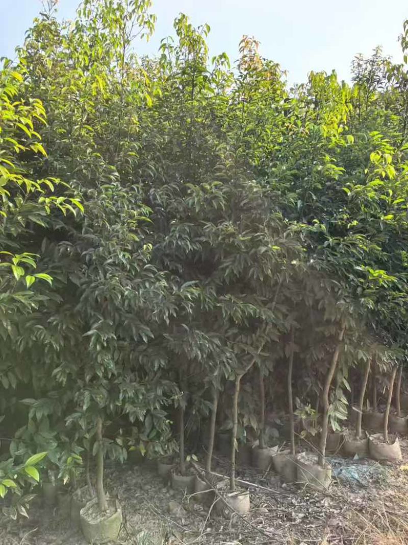阴香原生苗1-5分，各种规格，大量低价出售