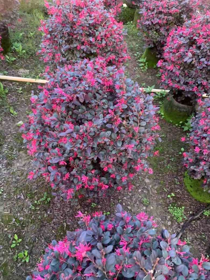红继木20-150高，3斤袋，7斤袋，白布袋，大量现货