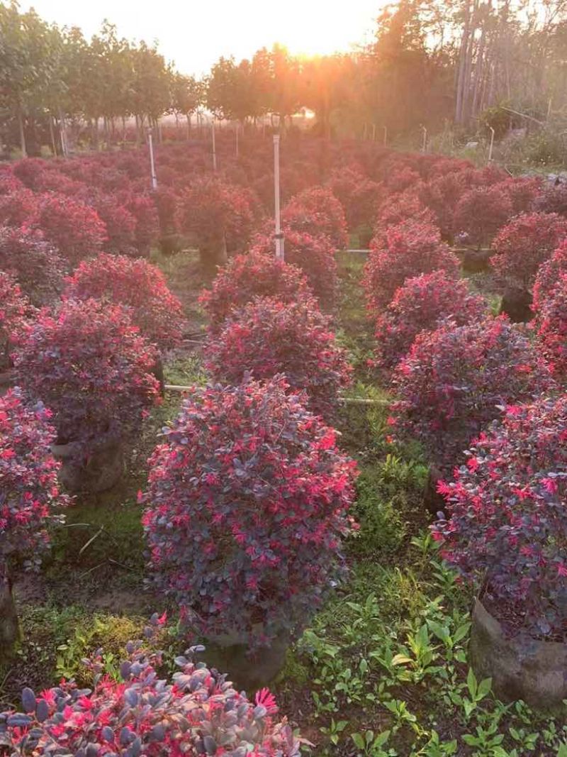 红继木20-150高，3斤袋，7斤袋，白布袋，大量现货