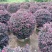 红继木20-150高，3斤袋，7斤袋，白布袋，大量现货