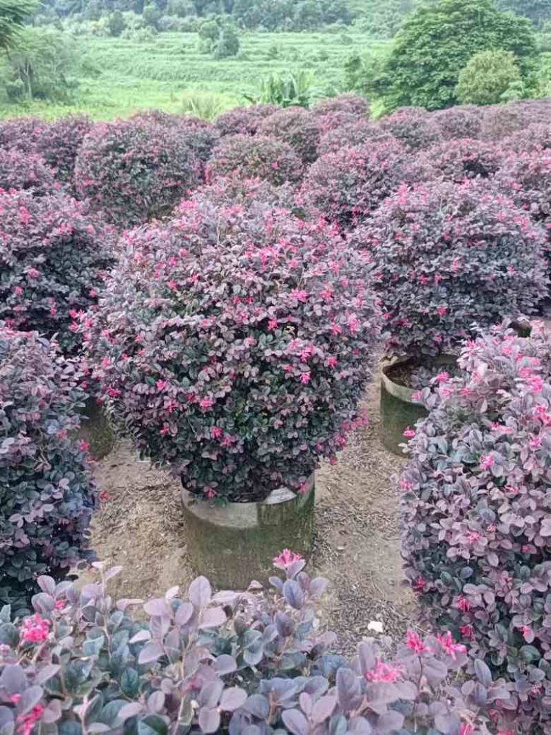 红继木20-150高，3斤袋，7斤袋，白布袋，大量现货