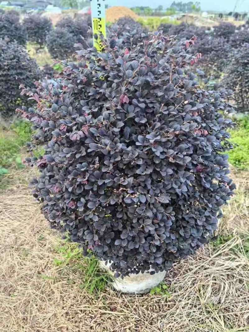 红继木20-150高，3斤袋，7斤袋，白布袋，大量现货