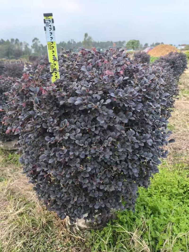 红继木20-150高，3斤袋，7斤袋，白布袋，大量现货