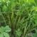 东北山野菜大叶芹