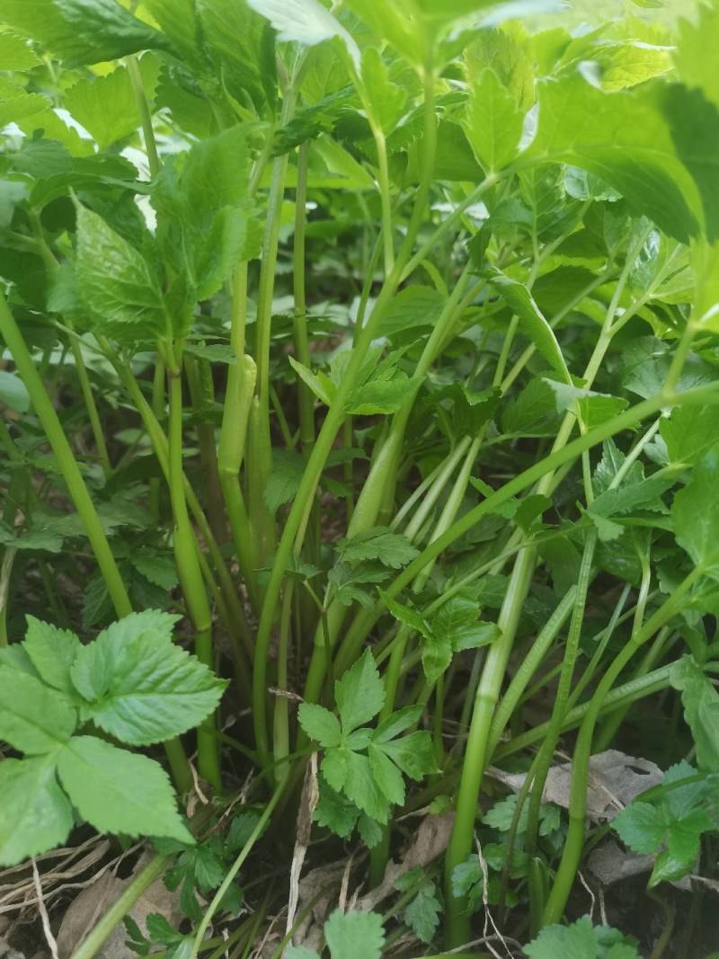 东北山野菜大叶芹