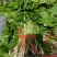 东北山野菜大叶芹