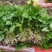 东北山野菜大叶芹