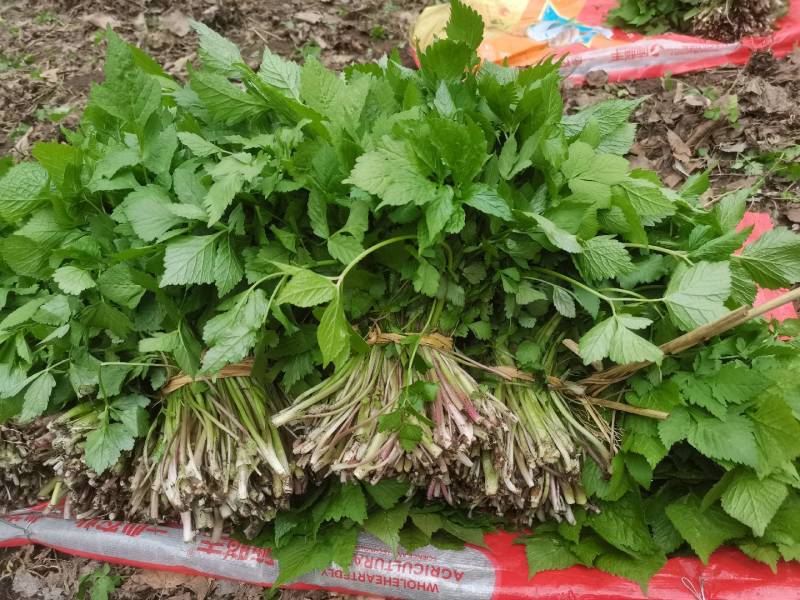 东北山野菜大叶芹