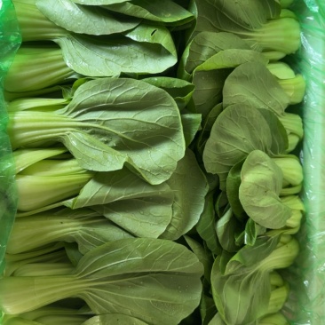 油菜通货有量有价