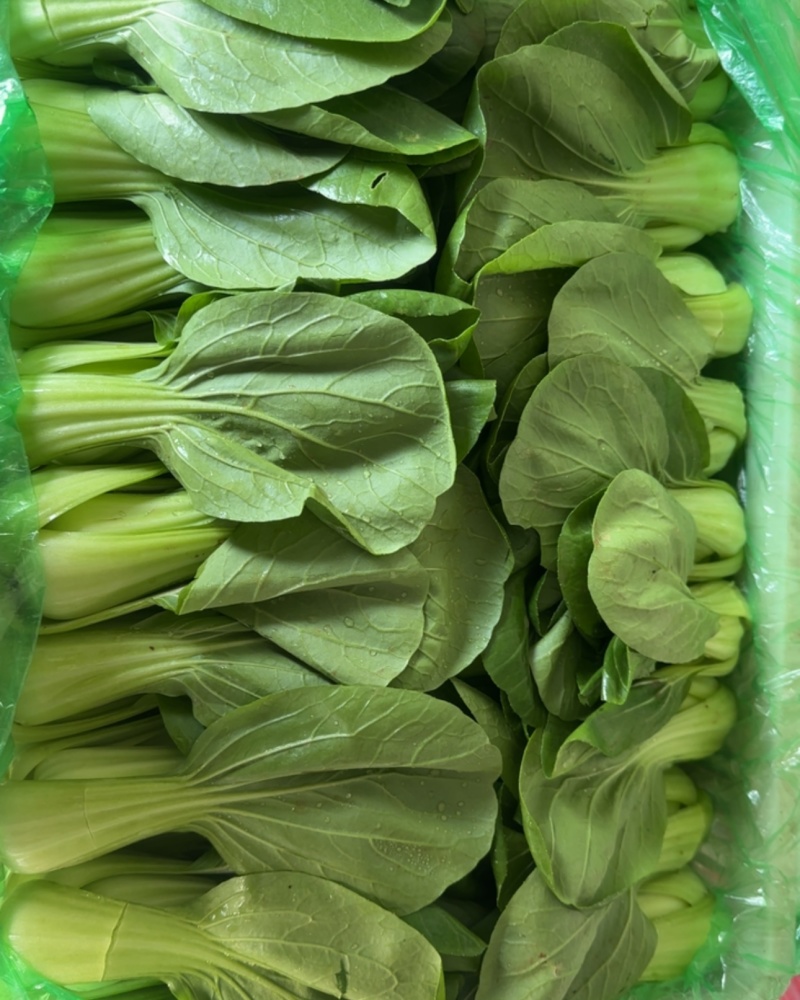 油菜通货有量有价