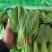 油菜通货有量有价