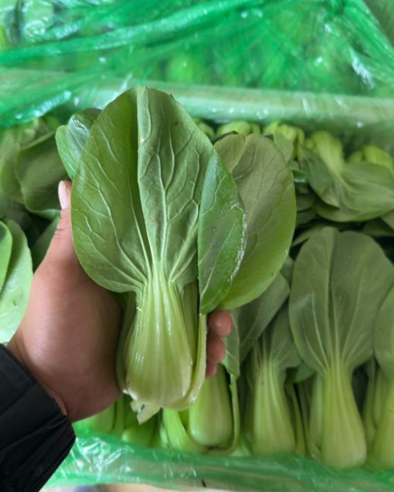 油菜通货有量有价