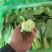 油菜通货有量有价