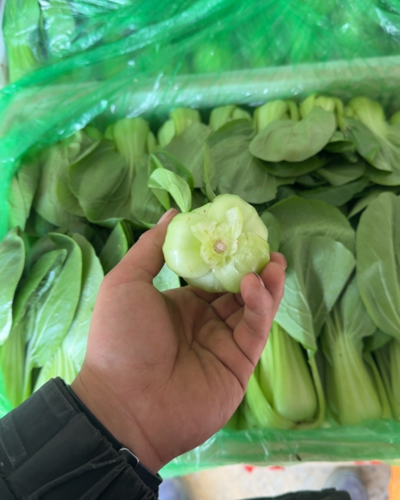 油菜通货有量有价